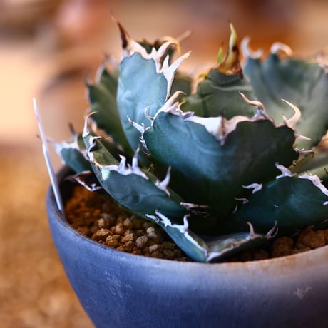 【9/9入荷未発根未活着ベアルート植込み】 Agave titanota White Whale   no.91773