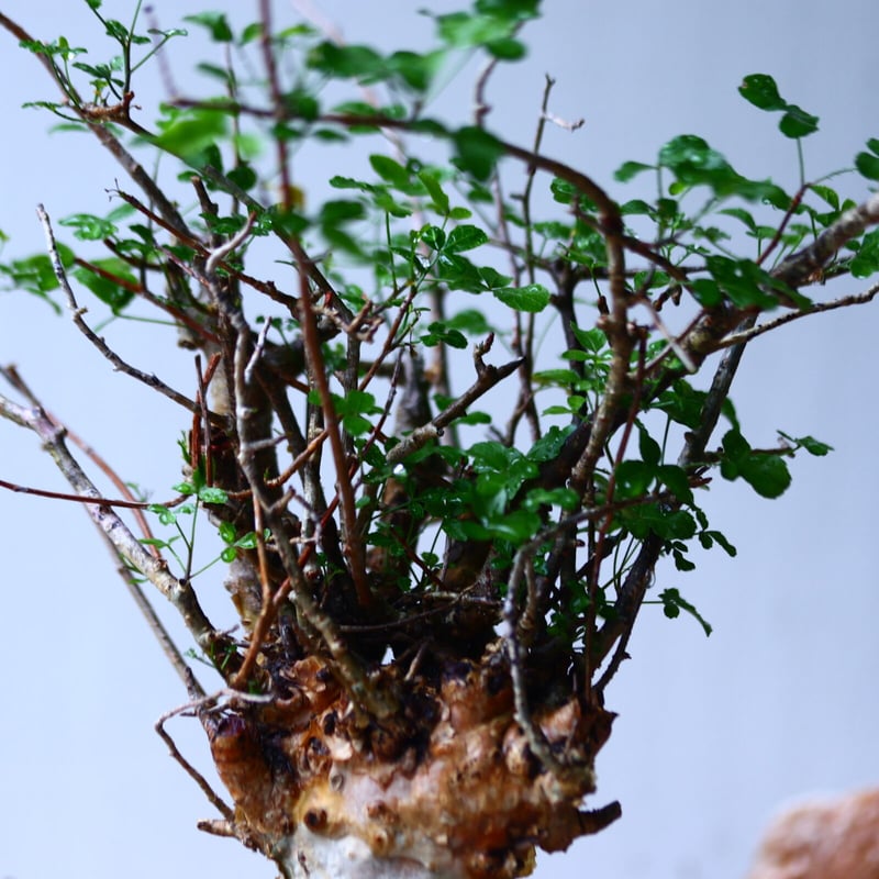 コミフォラ フンベルティ commiphora humbertii no.92719 |