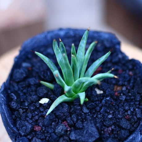 アガベ  アルボピロサ／Agave Albopilosa     no.21308