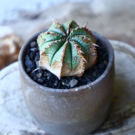 ユーフォルビア  バリダ  hyb   Euphorbia valida  hyb   no.60203