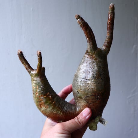 パキポディウム グラキリス 2頭  Pachypodium rosulatum var. gracilius no.70702