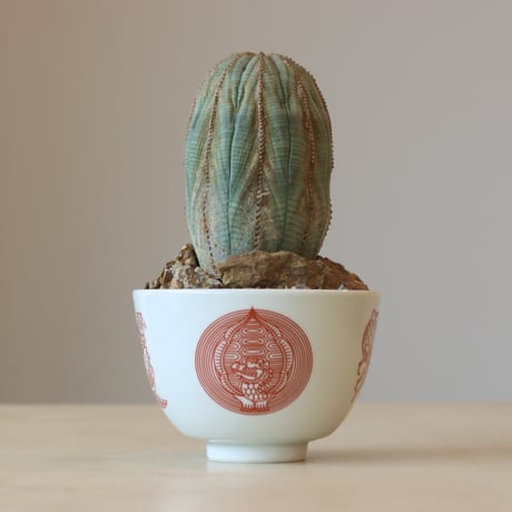 Euphorbia obesa × JUN CHIHARA -JOINT POT (4号鉢)  no.412-27
