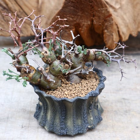 クリズミフォリウム | STORES