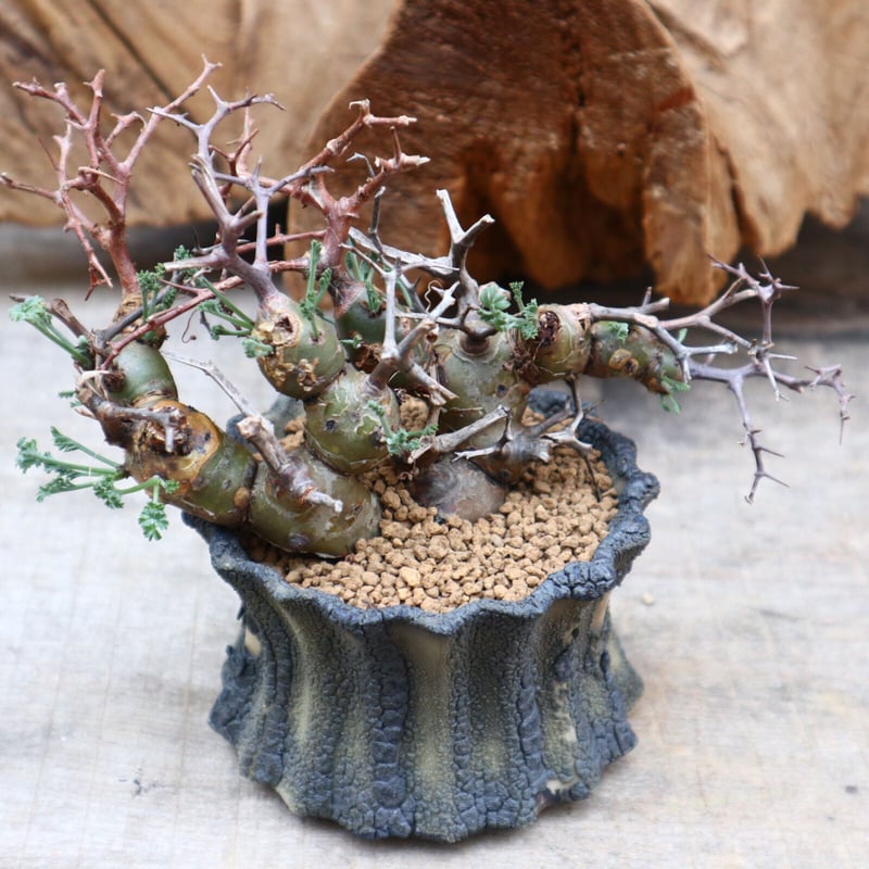 ペラルゴニウム クリズミフォリウム / Pelargonium crithmifolium