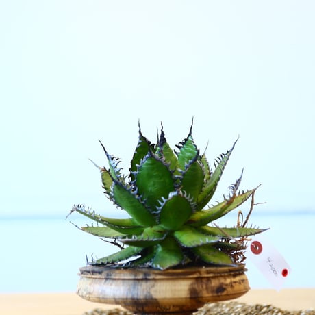 Agave horrida / Style of Chika   no.1015/9
