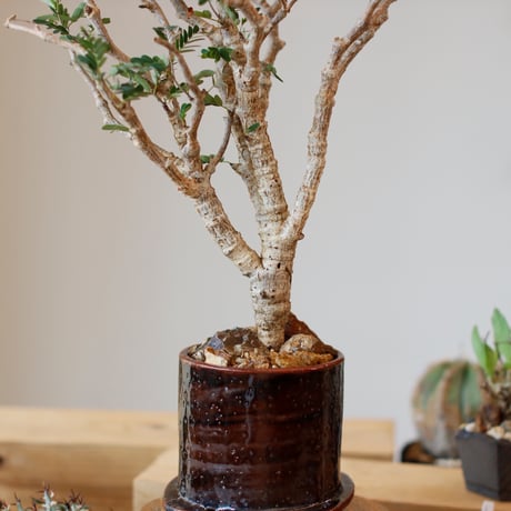 Senna meridionalis × Masafumi Shigeta (3.5号)  no.111/2