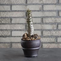 Pachypodium baronii × HUM(3号)  no.628/71