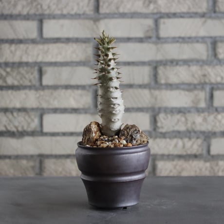 Pachypodium baronii × HUM(3号)  no.628/71