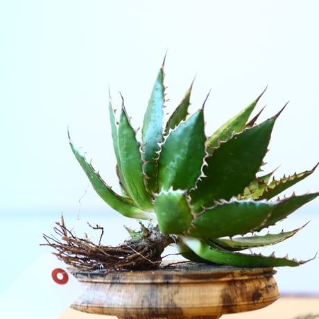 Agave horrida / Style of Chika   no.1015/32