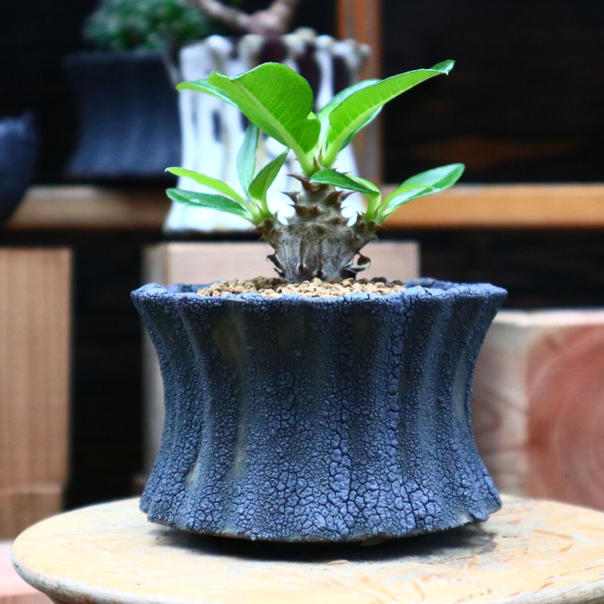パキポディウム ウィンゾリー実生／Pachypodium baronii var. winds