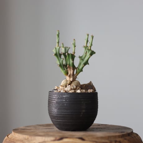 Euphorbia knuthii × N/OH  no.912-3