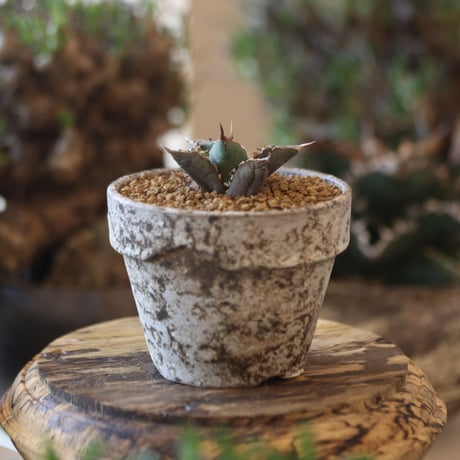 Agave titanota"FO-076"× YAMABACHI var. takero pot 　no.81889