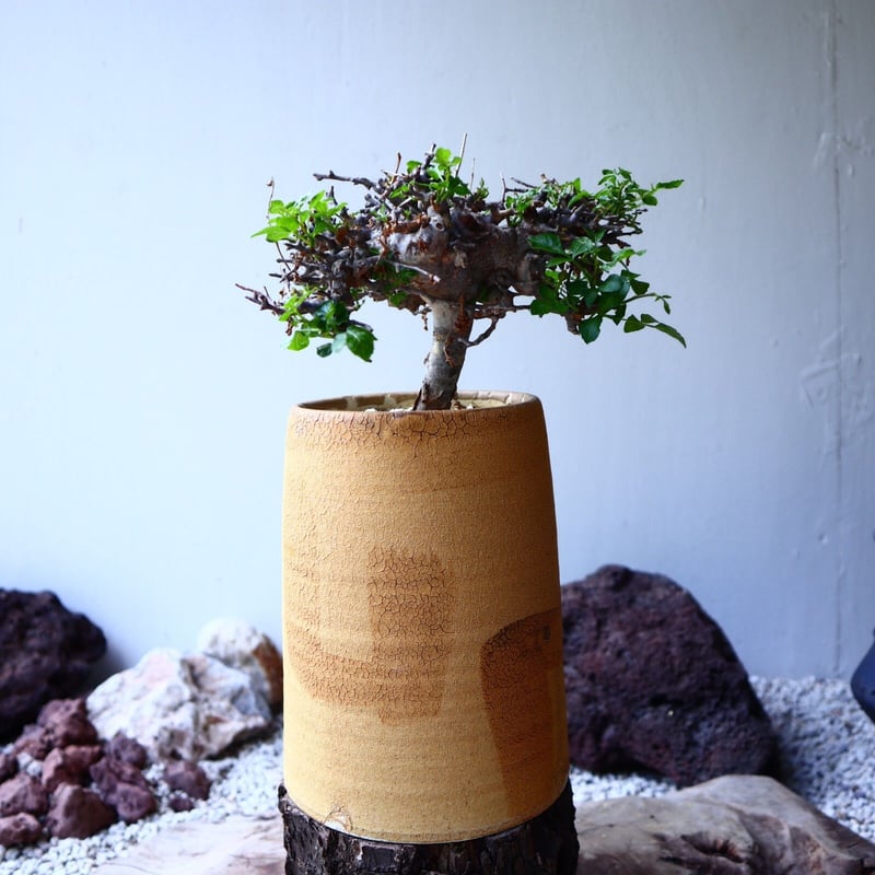 コミフォラ　sp エイル　2 Commiphora sp. 'Eyl' コミフォラ エイル №2 | mana's farm