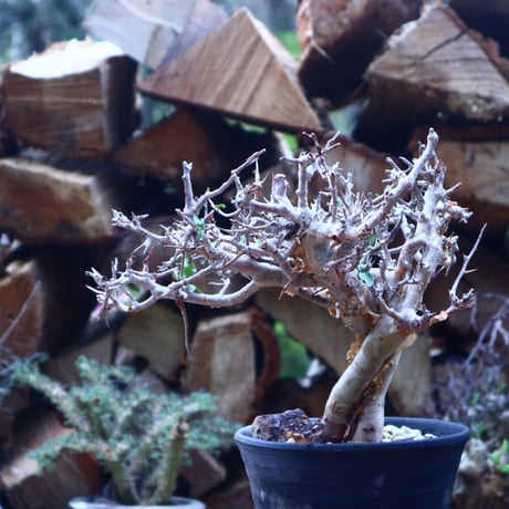 コミフォラ   ワイティ   commiphora wightii   no.41808