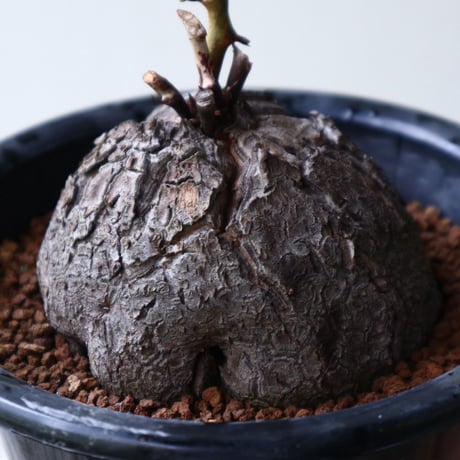 ディオスコレア   亀甲竜    Dioscorea elephantipe  no.923-13