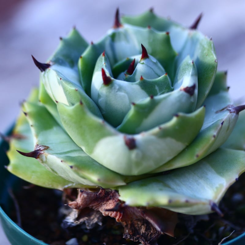 アガベ 王妃雷神白中斑 Agave isthmensis 'Ohi Raijin'