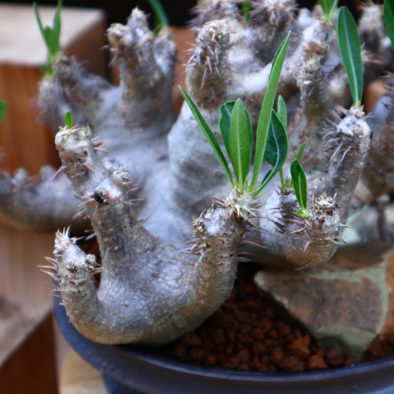 パキポディウム ブレビカリックス／Pachypodium densiflorum var