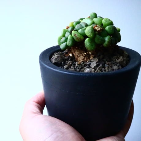 アロイノプシス  スクーネーシー   Aloinopsis schooneesii   No.006