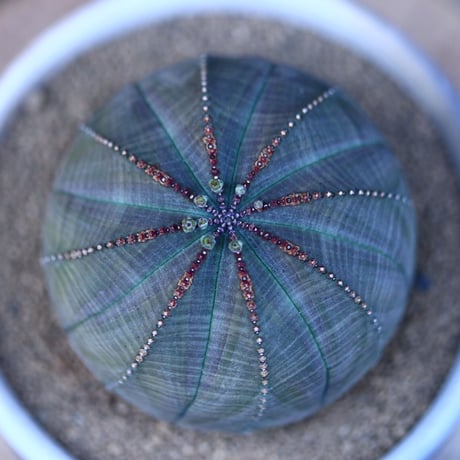 ユーフォルビア  オベサ／Euphorbia obesa    no.13018