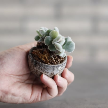ECHEVERIA PULVINATA FROSTY × takero pot (2号)  no.823-30