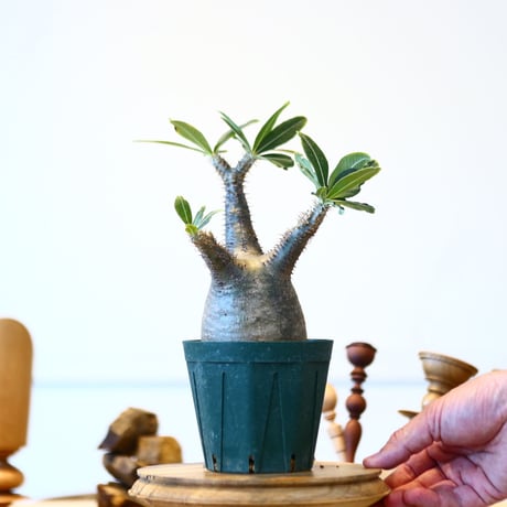 パキポディウム  グラキリス / Pachypodium  gracilius   no.52802