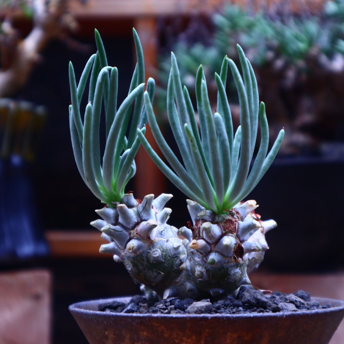 チレコドン ワリチー／Tylecodon wallichii no.53028 | 芽の巣山