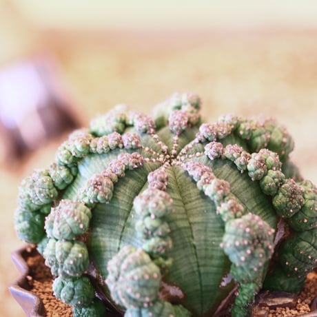 ユーフォルビア  仔吹きシンメトリカ / Euphorbia  symmetrica   no.52124