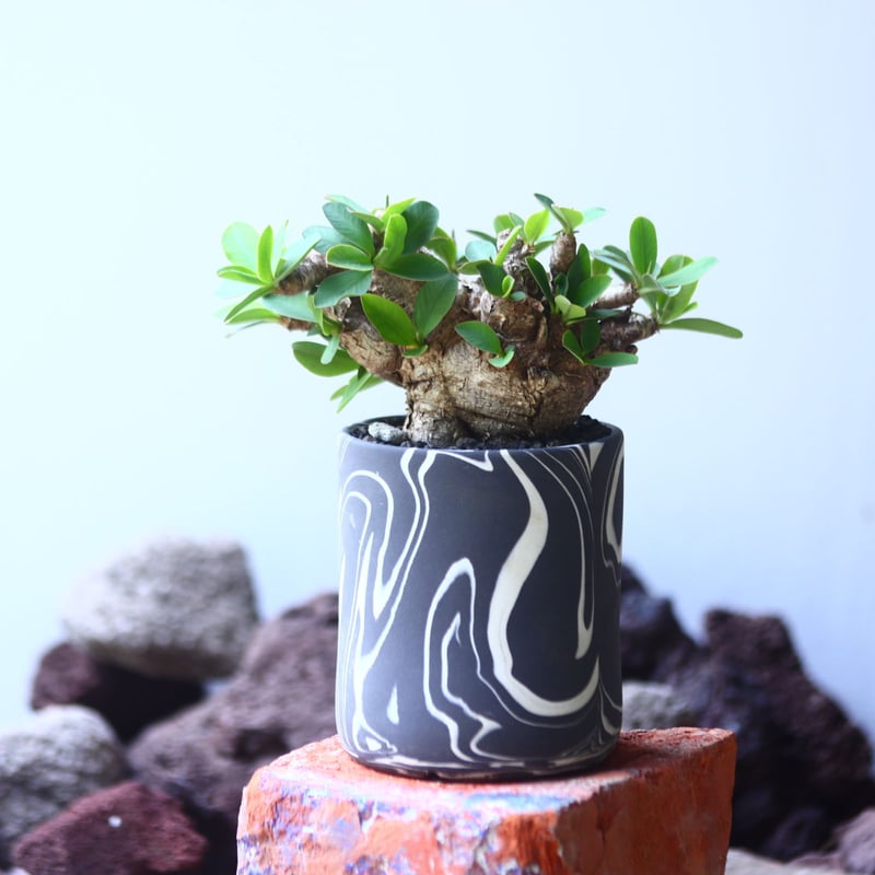 ユーフォルビア イトレメンシス Euphorbia itremensi no.5