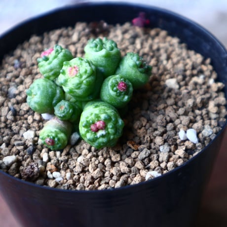 マミラリア ボカサナフレッド  Mammillaria bocasana cv. Fred  no.1116-2