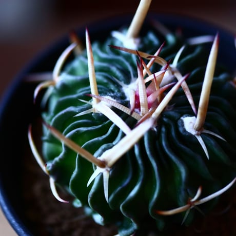 エキノフォスロカクタス 鶴鳳竜   Echinofossulocactus tricuspidatus   no.111572