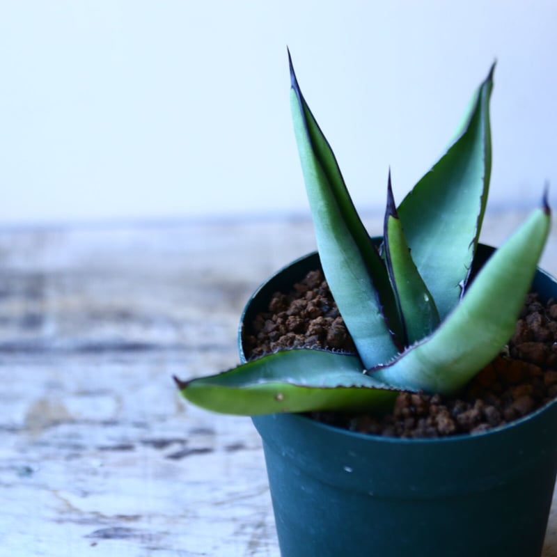 耐寒性アガベ シャークバイト シャークスキン斑入り （hp 26