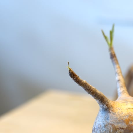 Pachypodium gracilius × Tadao Akutsu   no.31046