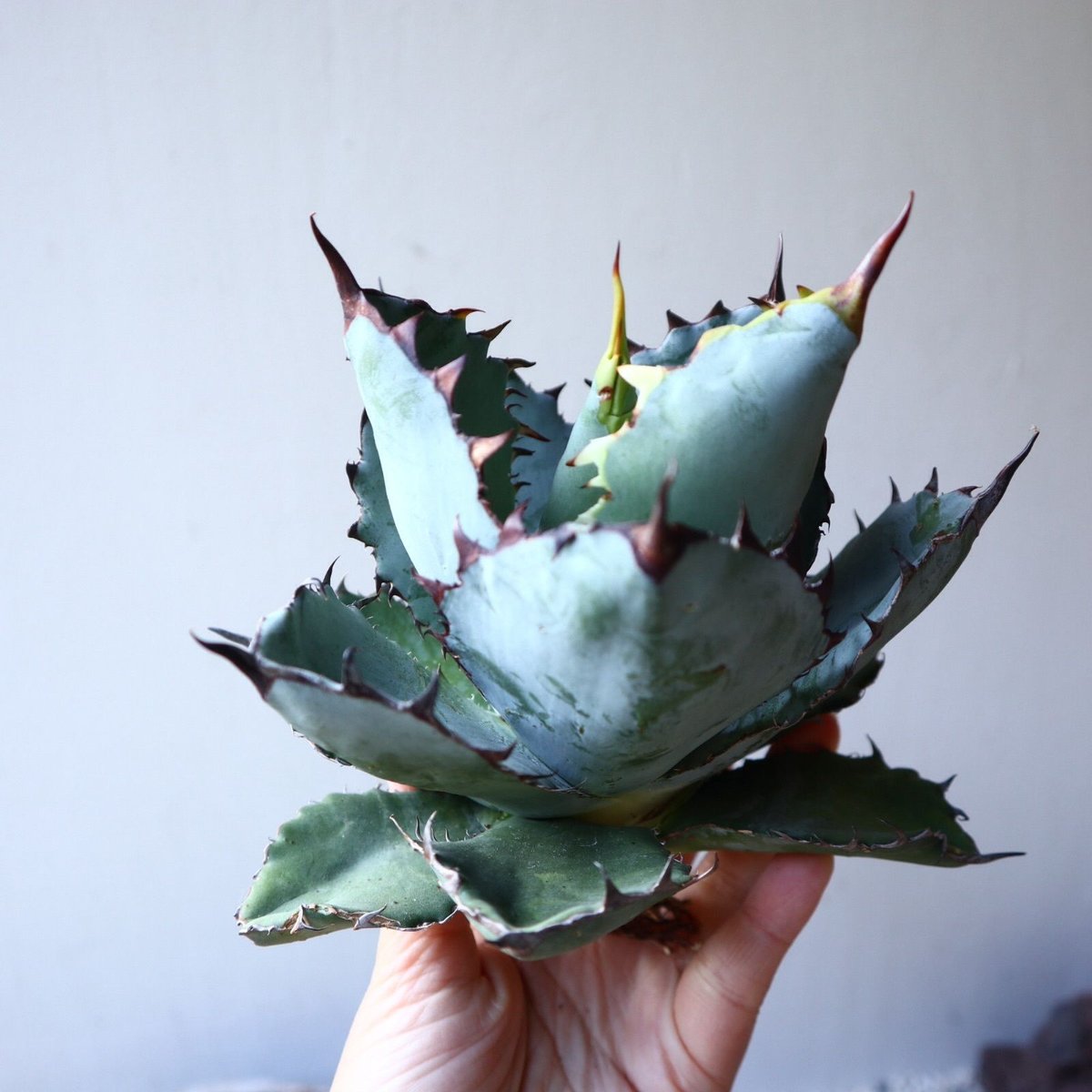 ホリダ・チタノタブラックアンドブルー アガベ チタノタ ブラックアンドブルー Agave titanota black and