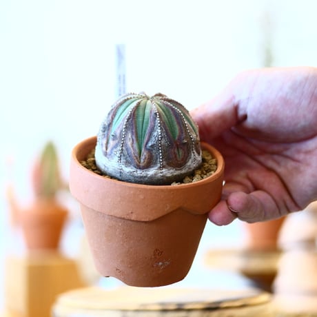 YAMABACHI × Euphorbia obesa    no.91003