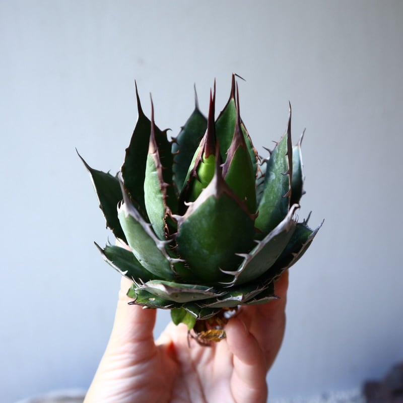 アガベ ホリダ Agave horrida no.111015 | 芽の巣山
