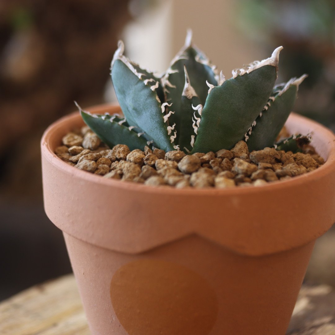 Agave titanota South African Diamond 