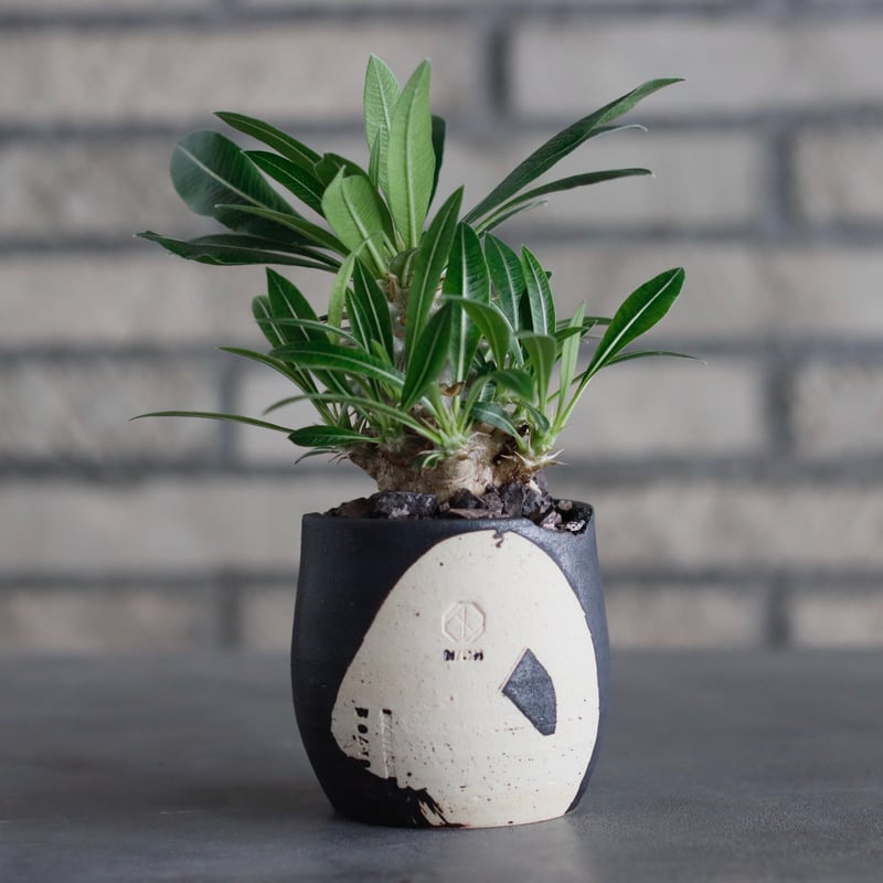 Pachypodium 恵比寿大黒 × N/OH (2.5号) no.817-38 | 芽の巣山
