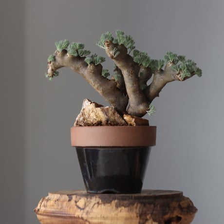 Sarcocaulon multifidum × YAMABACHI ver. P&A  no.61661