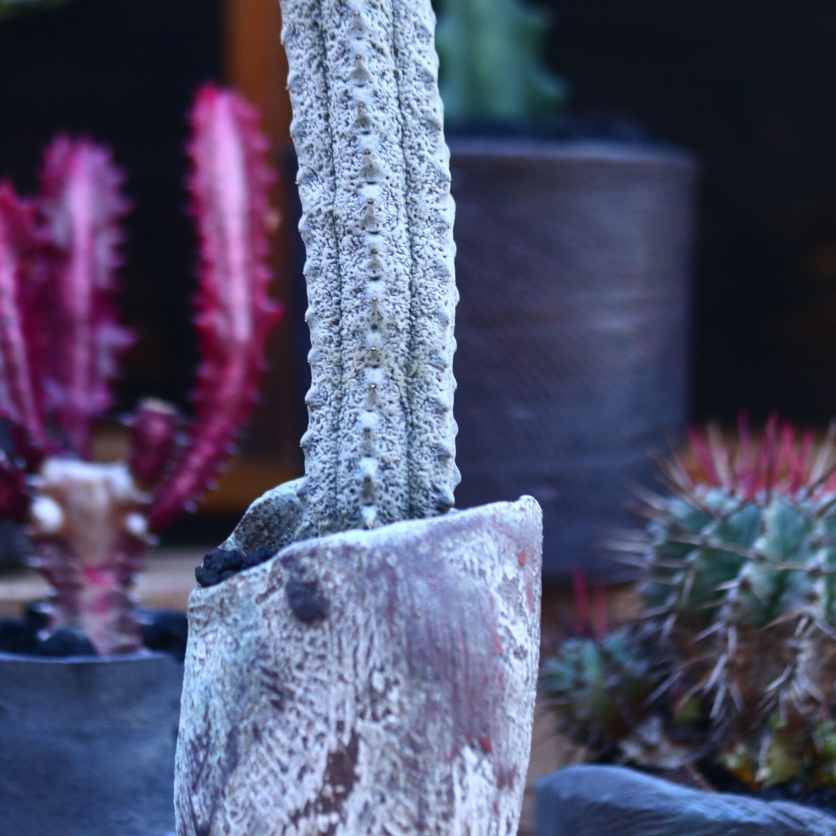 ユーフォルビア アブデルクリ 接おろし 自根 Euphorbia ユーフォルビア アブデルクリ 接おろし 自根 Euphorbia