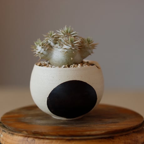 CATEGORY BIZEN NO YAMA | 芽の巣山