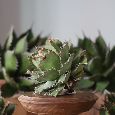 U.S. filigree (Agave titanota filigree) / Style of Chika　no.1130-6