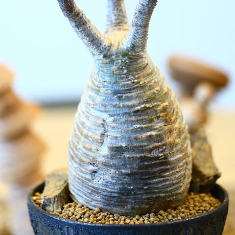 Pachypodium gracilius × Kazuhiro Arima   no.204016