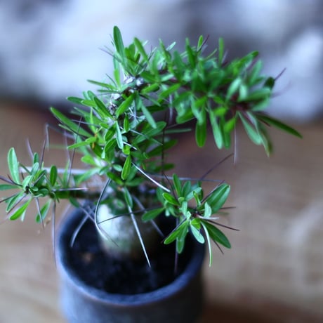 フォークイエリア   プルプシー    Fouquieria purpusii  no.70511