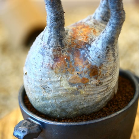 N/OH × Pachypodium  gracilius    no.61838