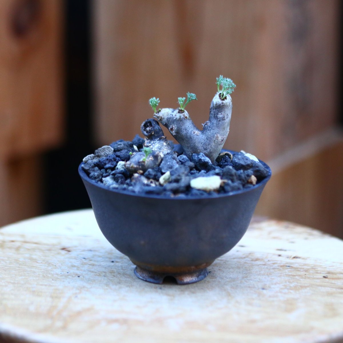 サルコカウロン ムルチフィズム／Sarcocaulon multifidum no.227