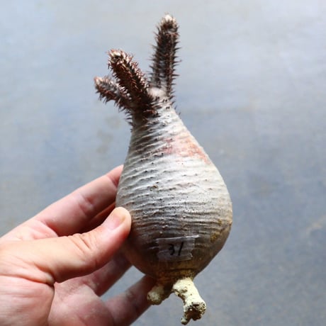 パキポディウム グラキリス 抜苗  Pachypodium rosulatum var. gracilius no.92931