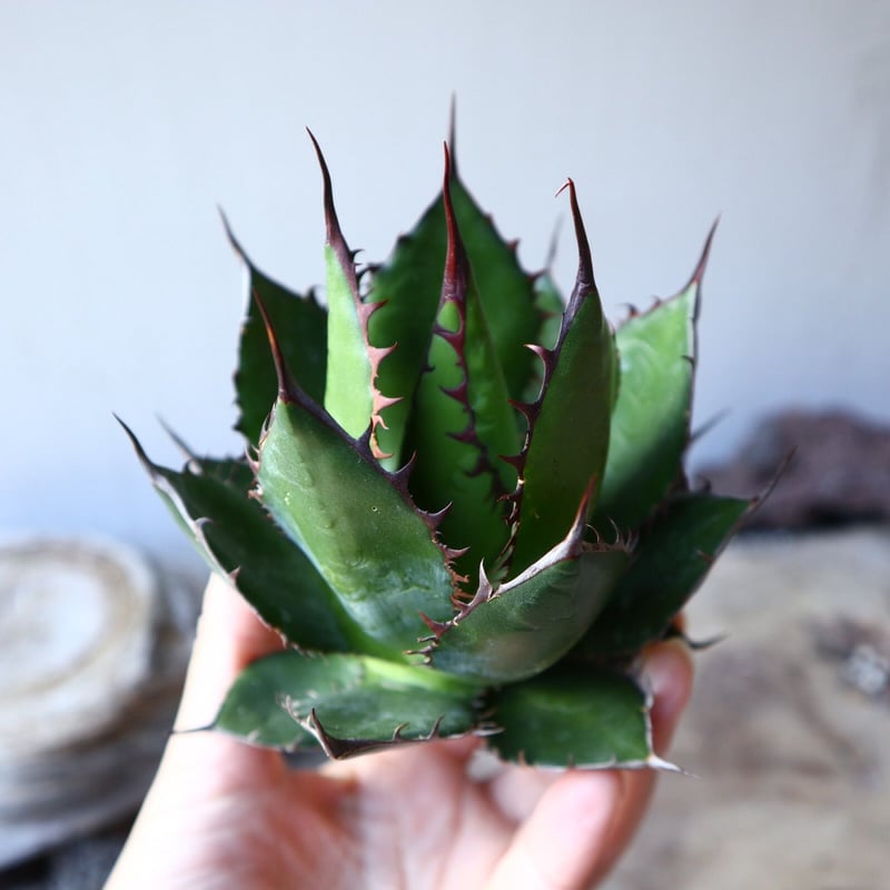 アガベホリダ極上株　Agave horrida No.AHRD021 アガベホリダ極上株 Agave horrida No.AHRD021 アガベ ホリダ