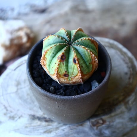 ユーフォルビア  バリダ  hyb   Euphorbia valida  hyb   no.60205