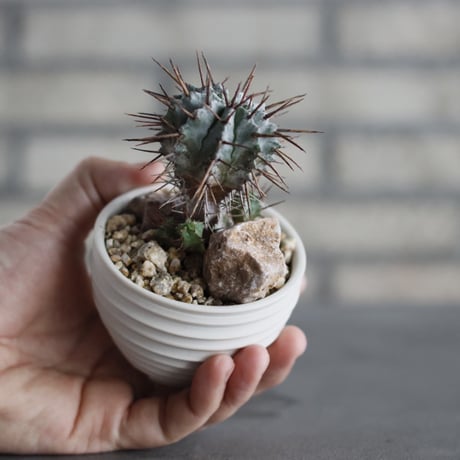 Euphorbia horrida (長刺ホリダ) × takero pot (2.5号)  no.607/8