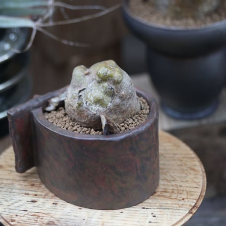 プテロカクタス ツベローサス  黒竜／Pterocactus tuberosus 　no.12203